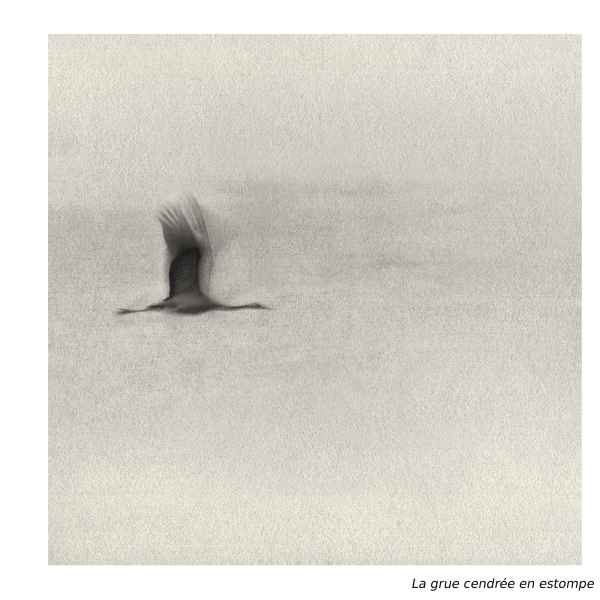 La Grue cendrée en estompe